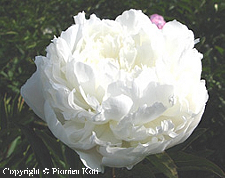 Paeonia lactiflora 'Laura Dessert', kiinanpioni